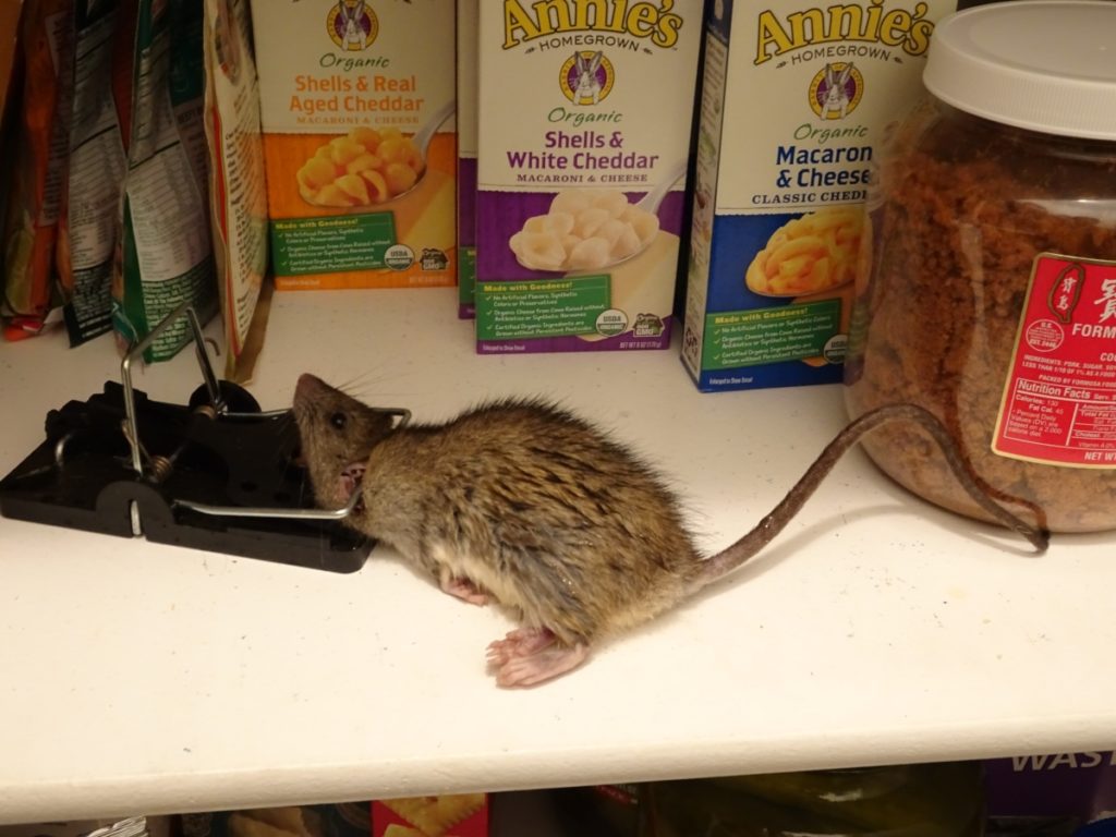 rat x rat poison