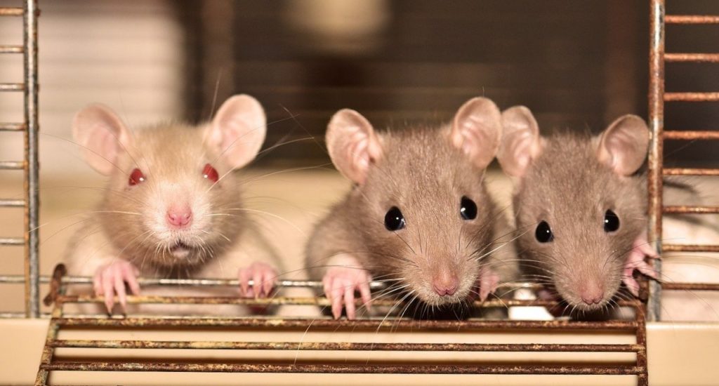 Is Rat Poison Inhumane? – Rat Poison Facts
