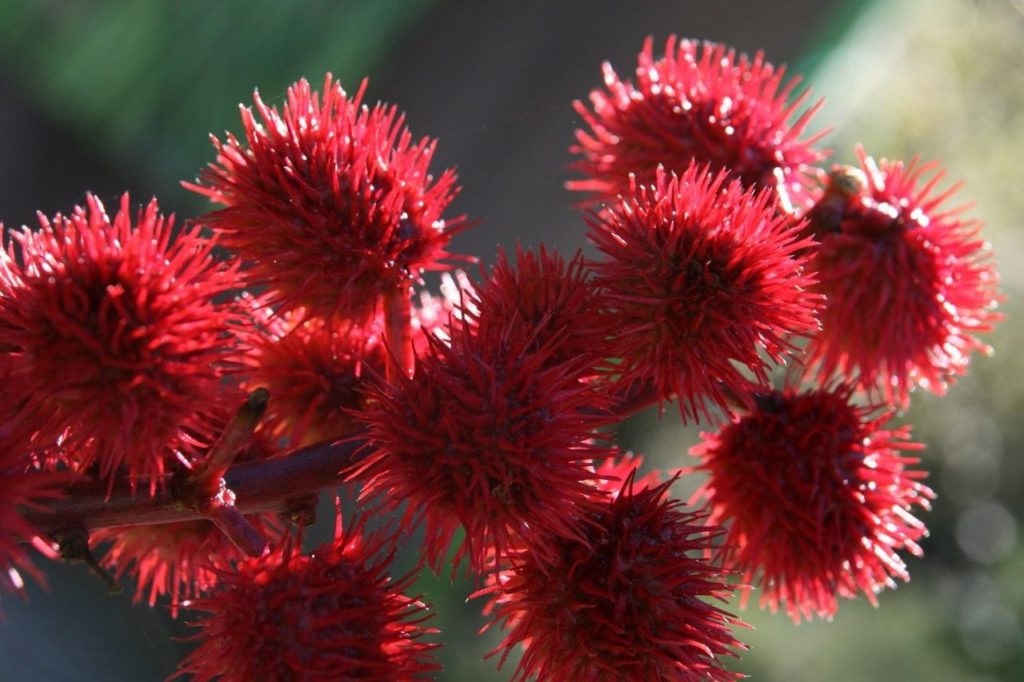 castor oil plant branch